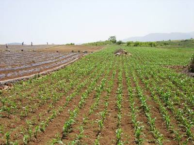 黄泽镇100亩高山蔬菜引水滴灌项目成功开发--嵊州新闻网